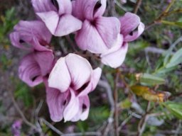 Virgilia oroboides flowers